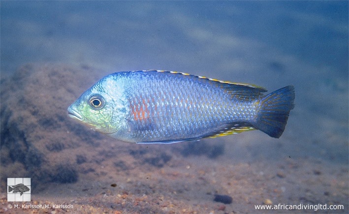 Protomelas similis 'Mbamba Bay'
